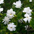Gardenia Shrub 2 Gallon Plant V365971