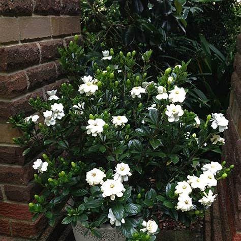 Gardenia Shrub 2 Gallon Plant V365971